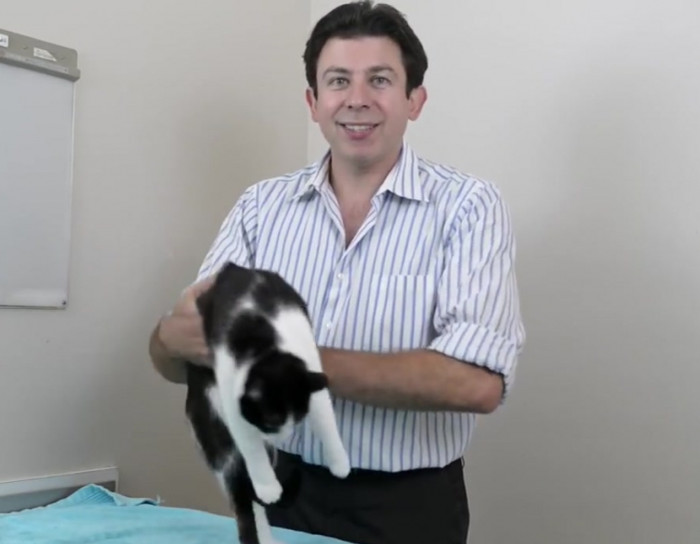 Vet advice How to pick up a cat like a pro.