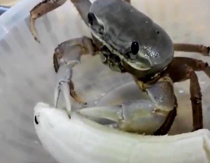 Pet crab eating a banana.