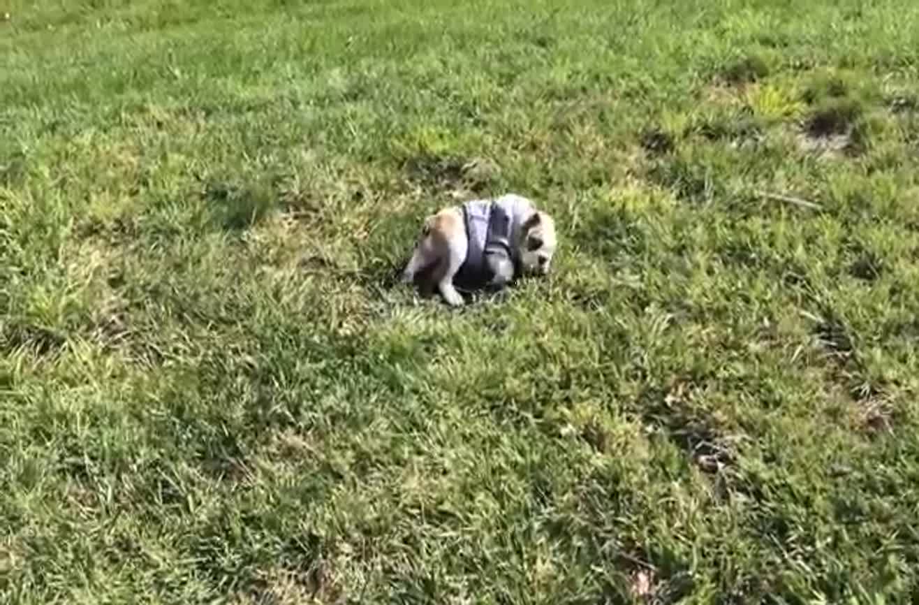 English Bulldog puppy loves rolling down hills.