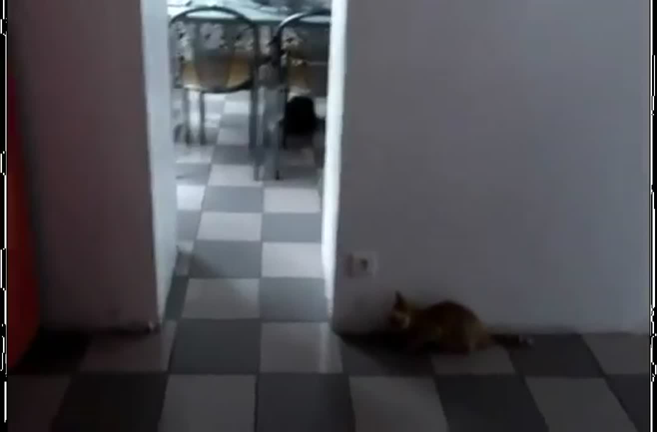 Kitten fails surprise attack. 