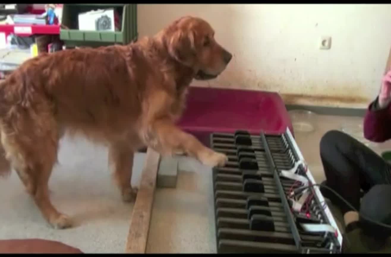 This dog has perfect pitch.