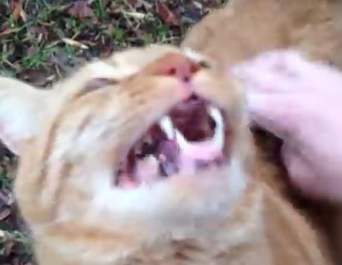 The best cat back scratch.