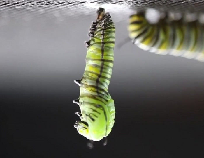 This hidef video of a monarch caterpillar turning into a chrysalis is