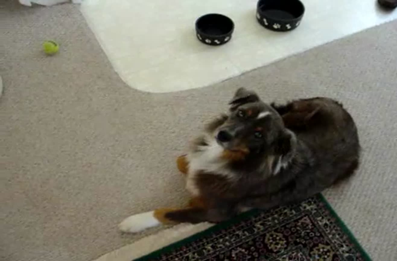 The world's most useful dog.