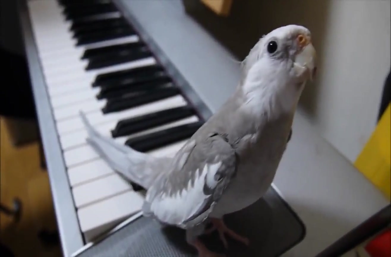 This singing cockatiel will make your day better.