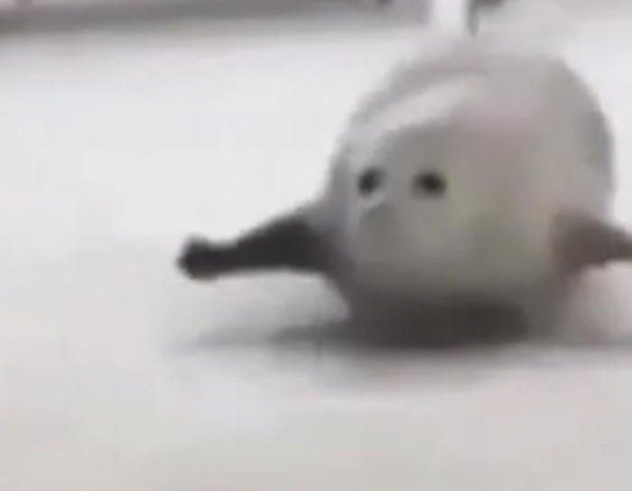 Just some bouncy seals.