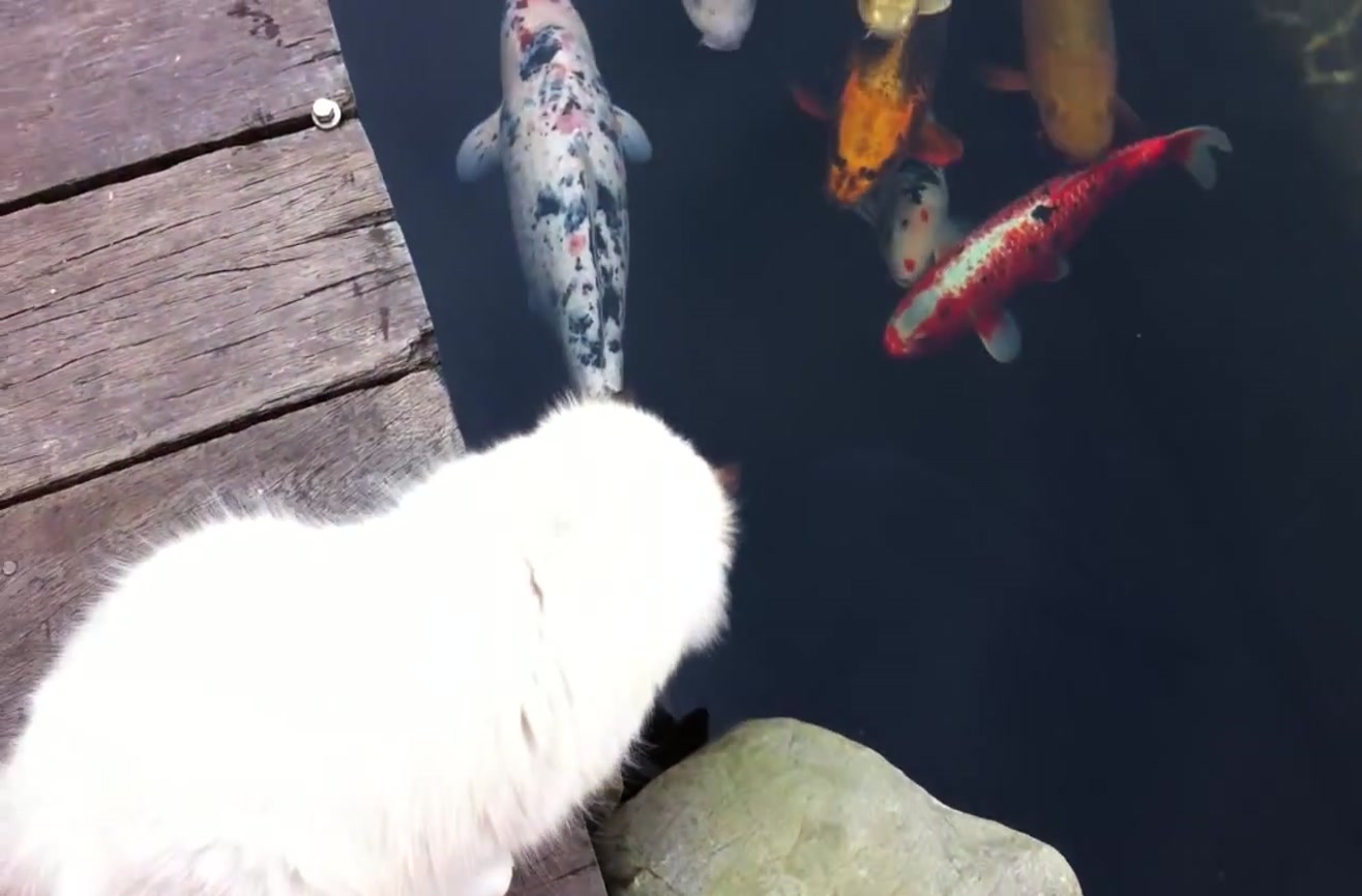 Cat gets kisses from a koi fish.