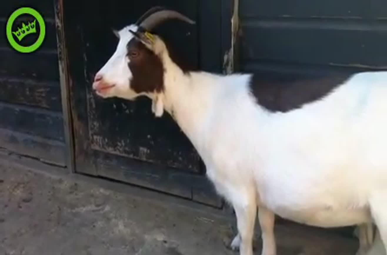  what sound does a goat make 