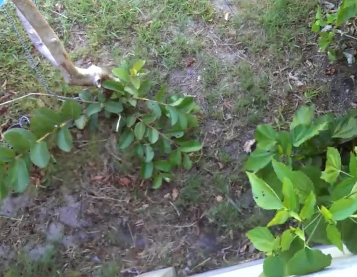 How to retrieve a ball from your neighbor's yard.