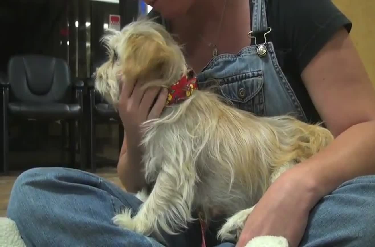 Dogs find a new home.