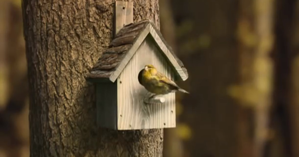 The inside of a birdhouse.