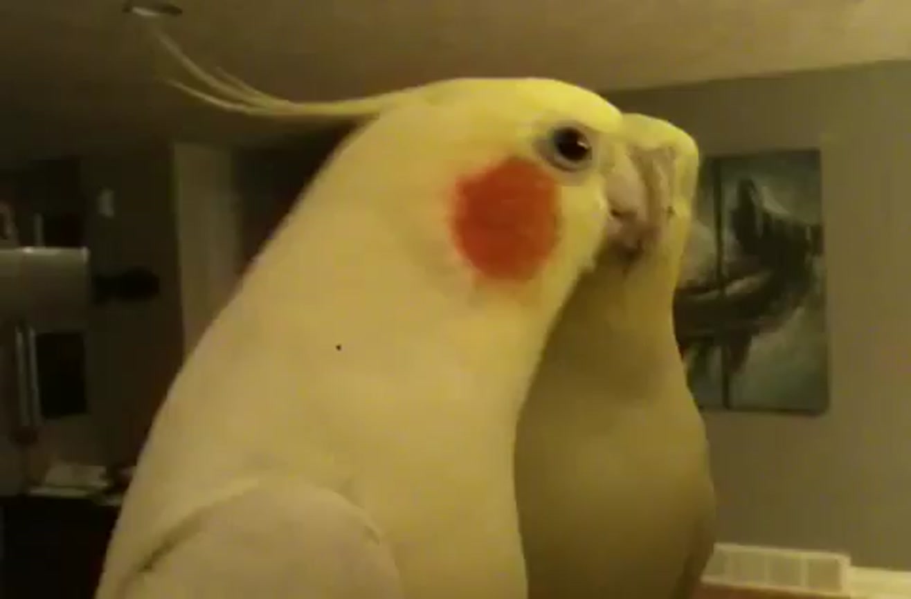 Bird Sings The Addams Family 