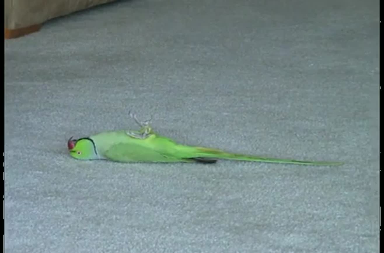 Amazing bird tricks.