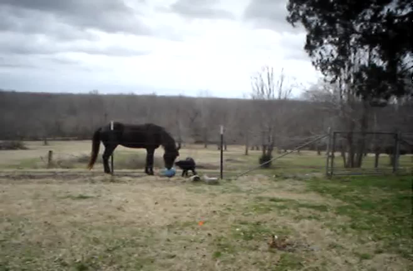 Horse and dog play together. Horse and dog play together.