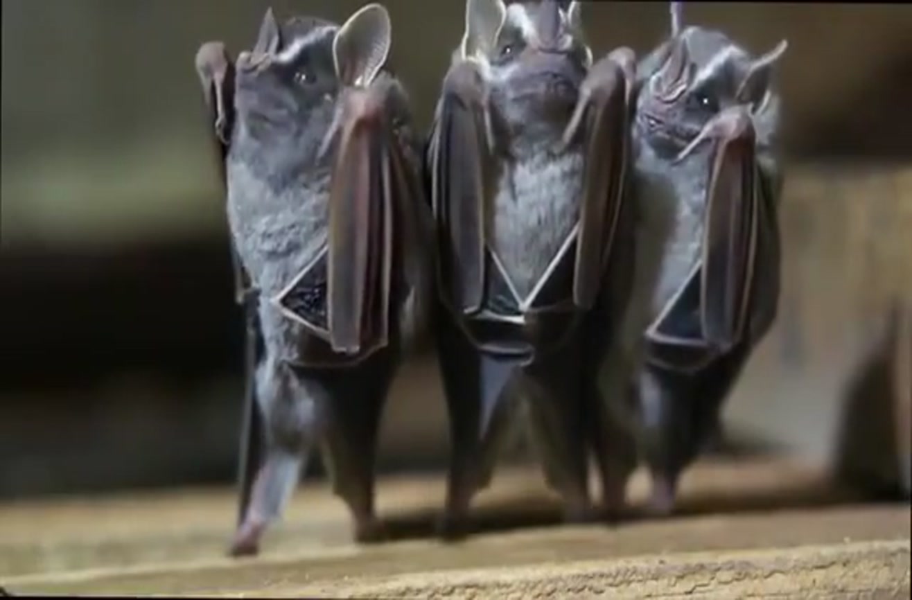 These dancing bats are a delight to watch.