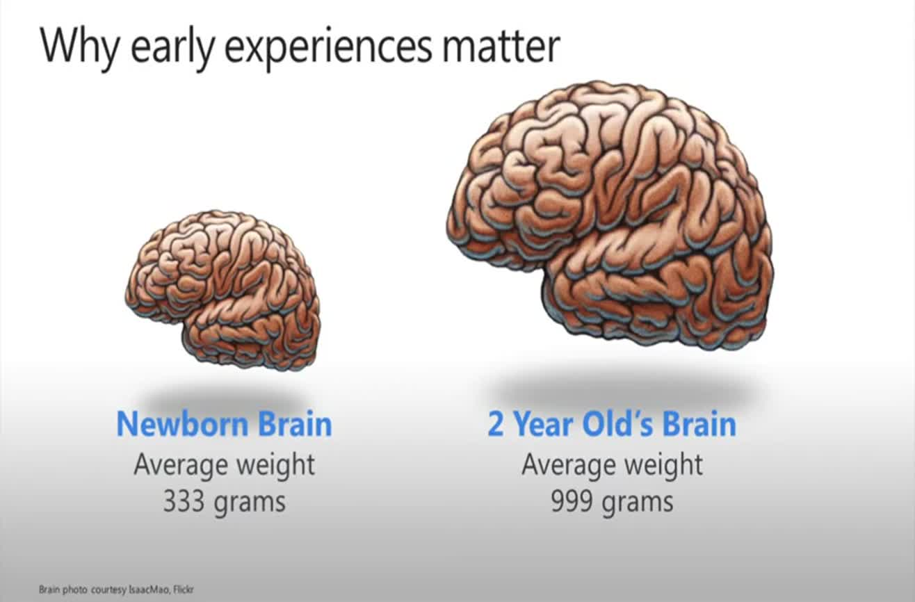 Elder brain. Average Brain.