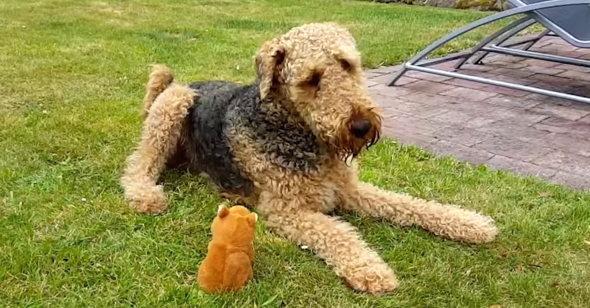 This dog has the funniest interaction with this interactive, talking toy.