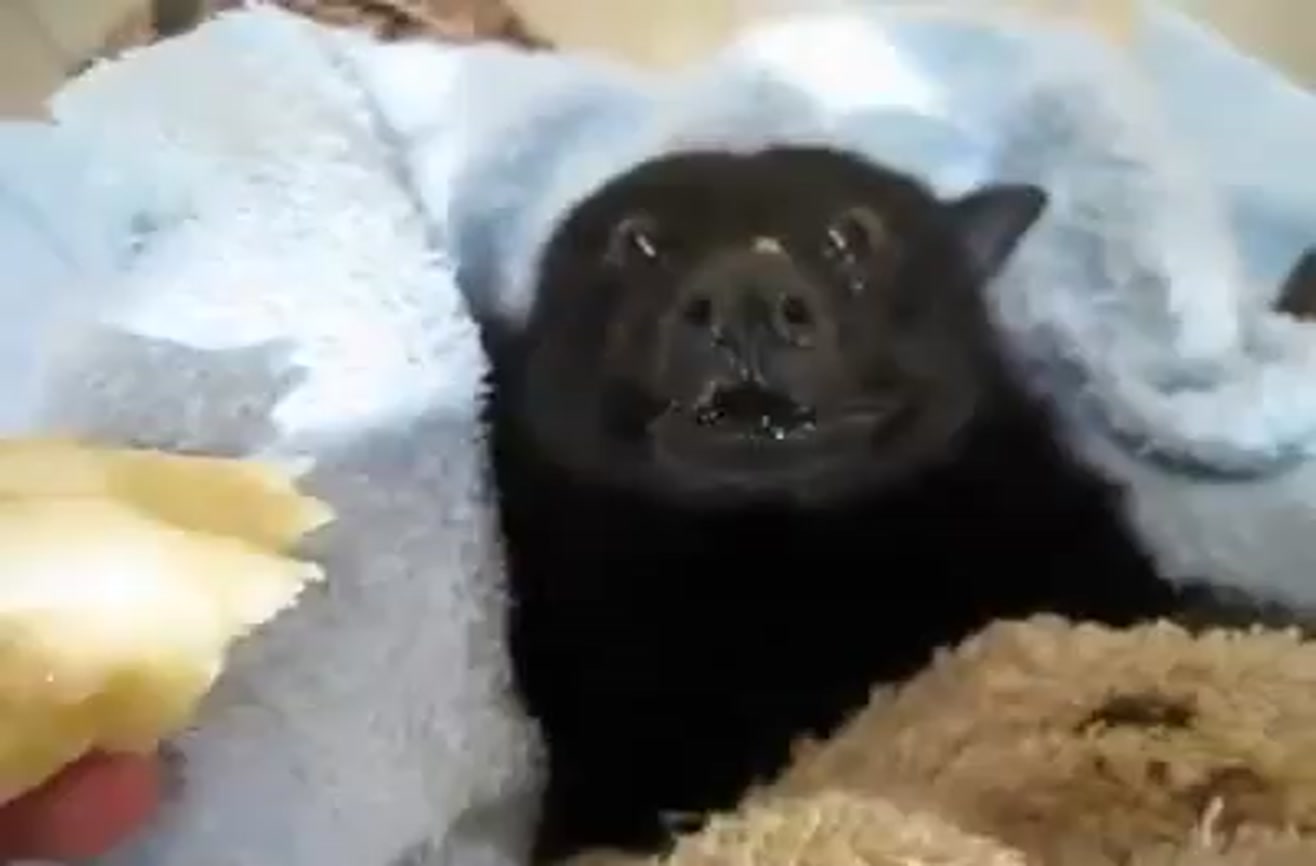 Watch a little bat eat a banana as big as his head.