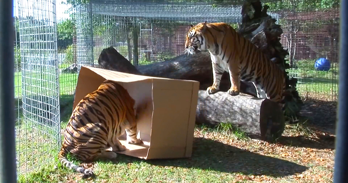 Big cats like boxes too.