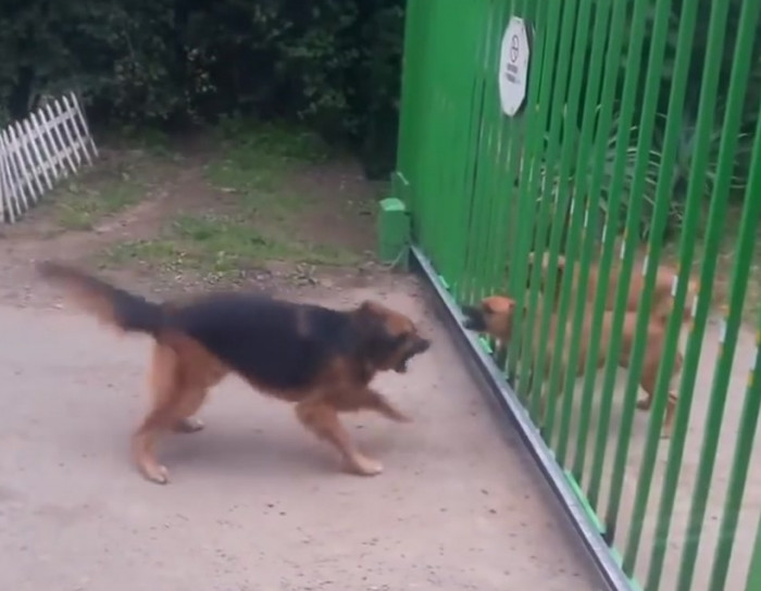 All bark and no bite.