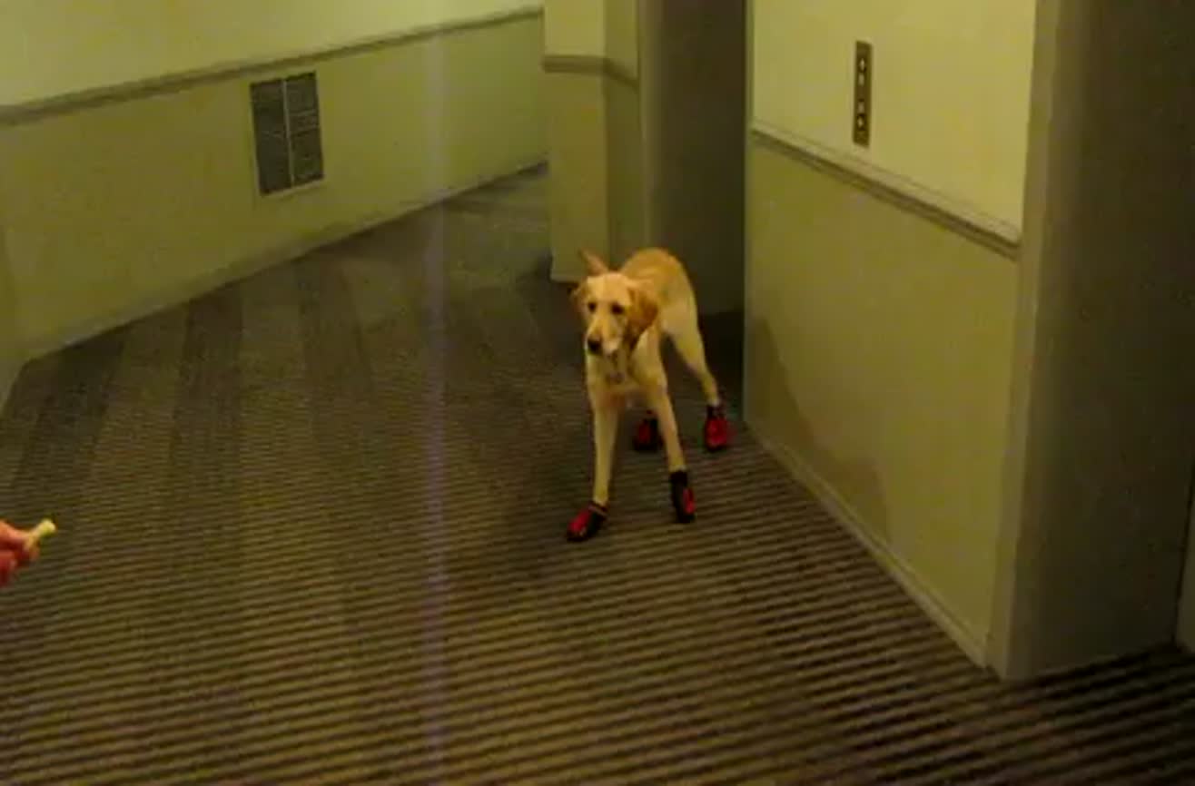 Dog with new snow boots.
