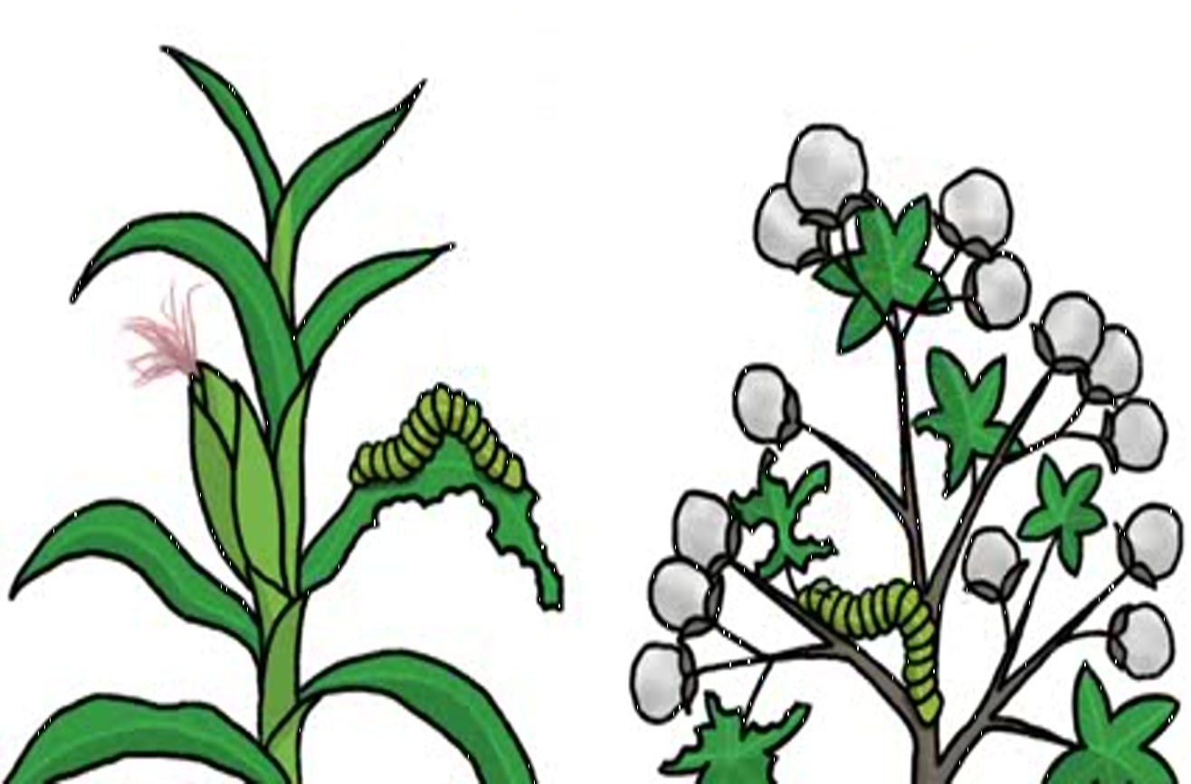 This is how plants communicate with one another.