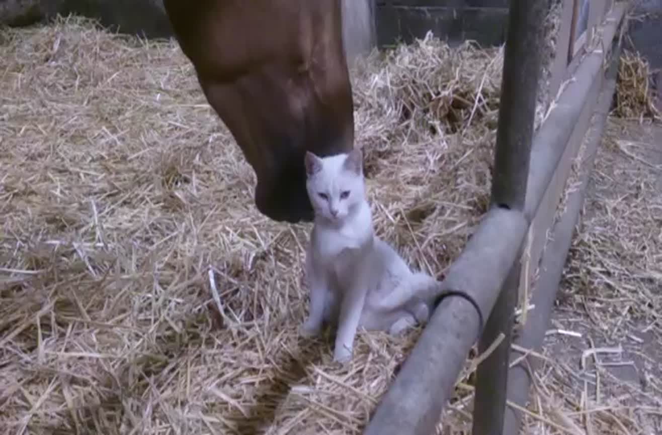 Kitten cuddles with a horse.