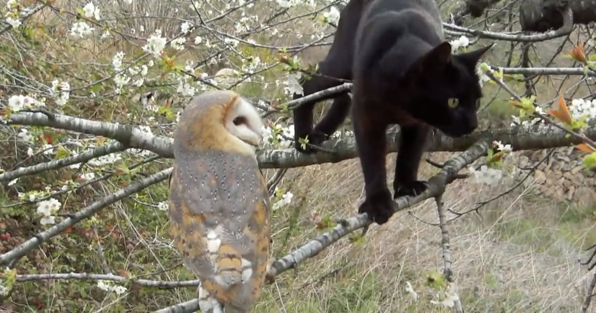 Cat and owl are best friends.