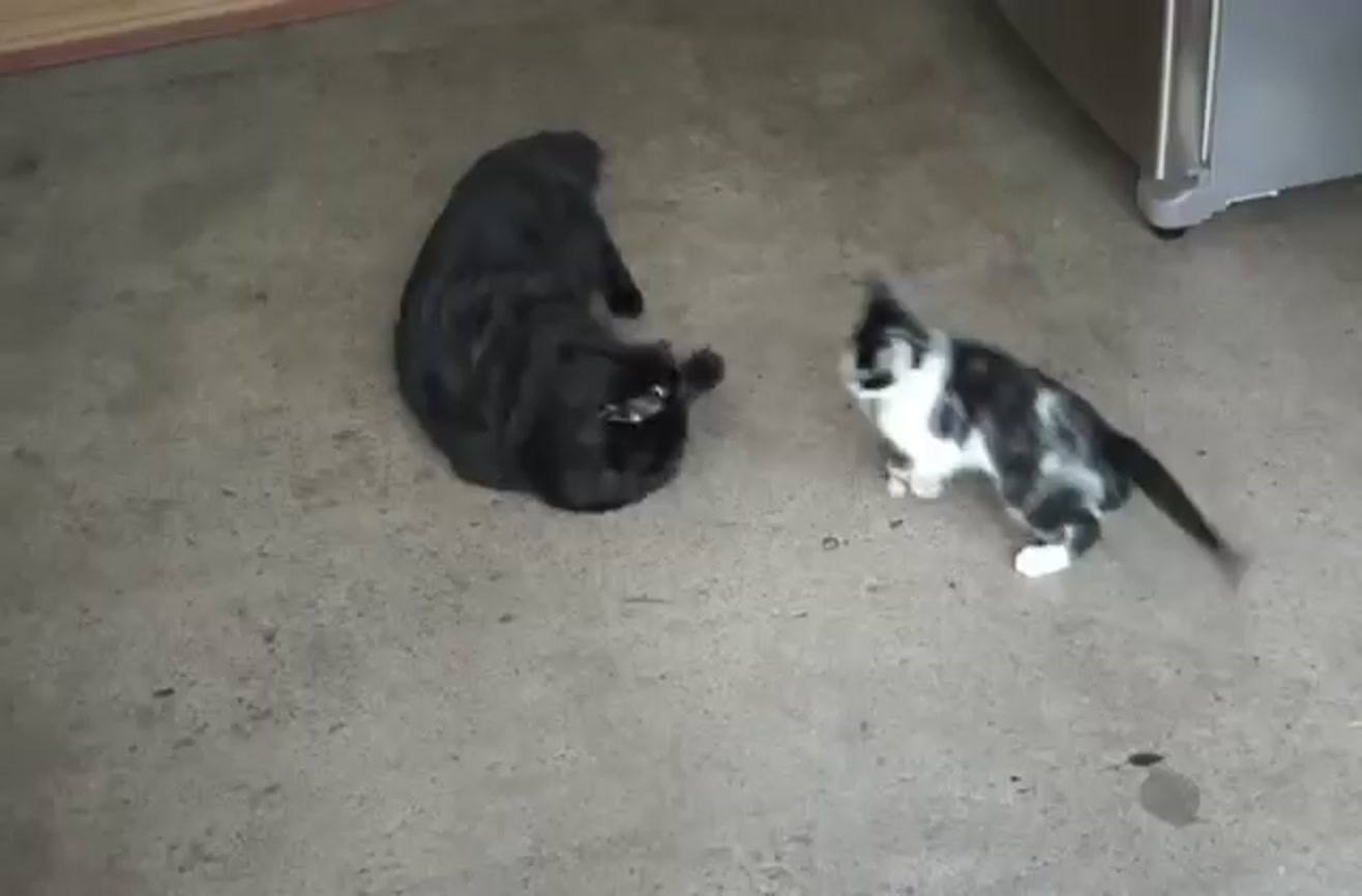 How to introduce two cats to each other.