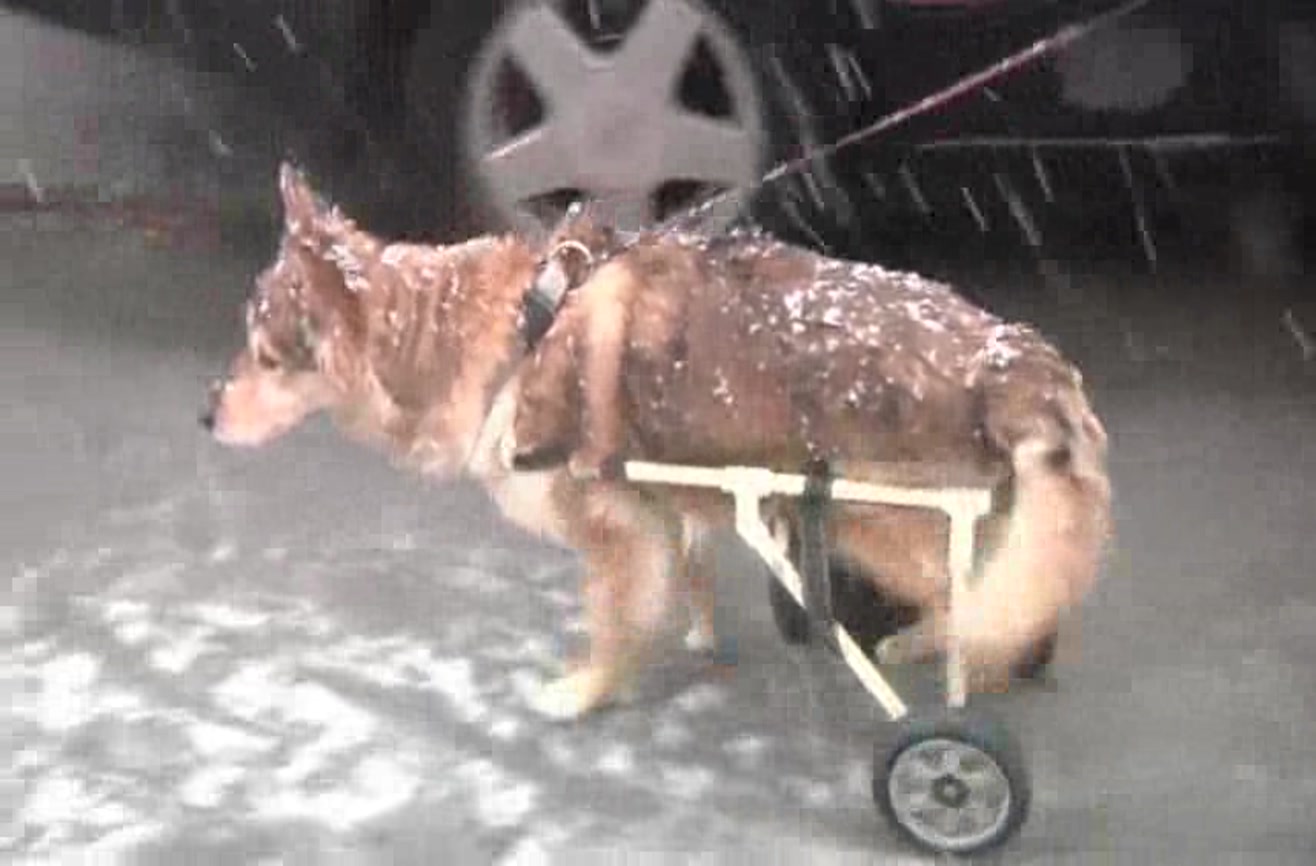 Homemade doggy wheelchairs give