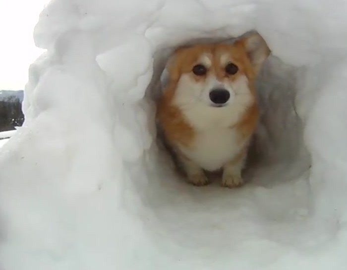 Yesterday's Memes Where Are They Now?