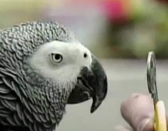 The only non-human animal to ever ask an existential question.