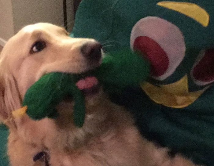 Guy dresses up as his dog's favorite toy.