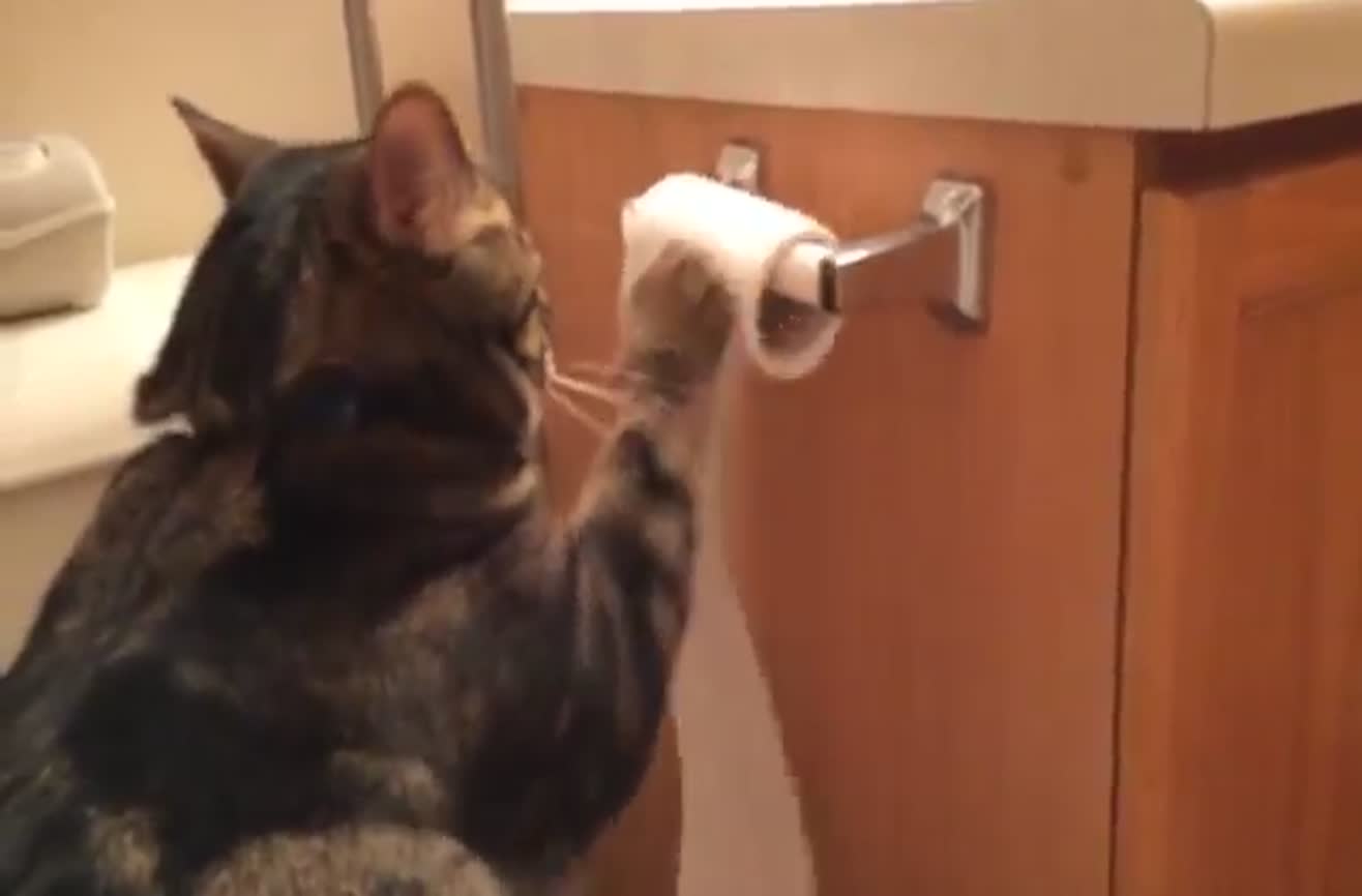 Cat unrolls toilet paper, then politely puts it back.
