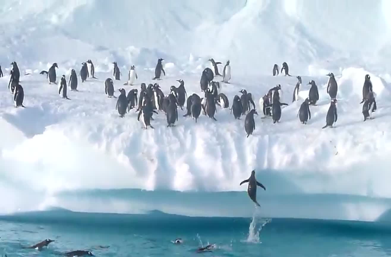 Penguins Are Great At Jumping.