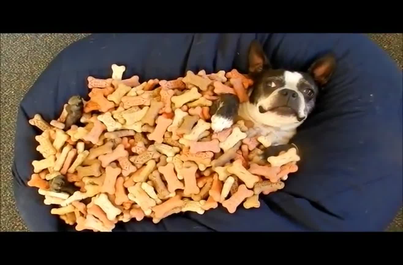 Dog lays in a pile of treats and does not attempt to eat one.