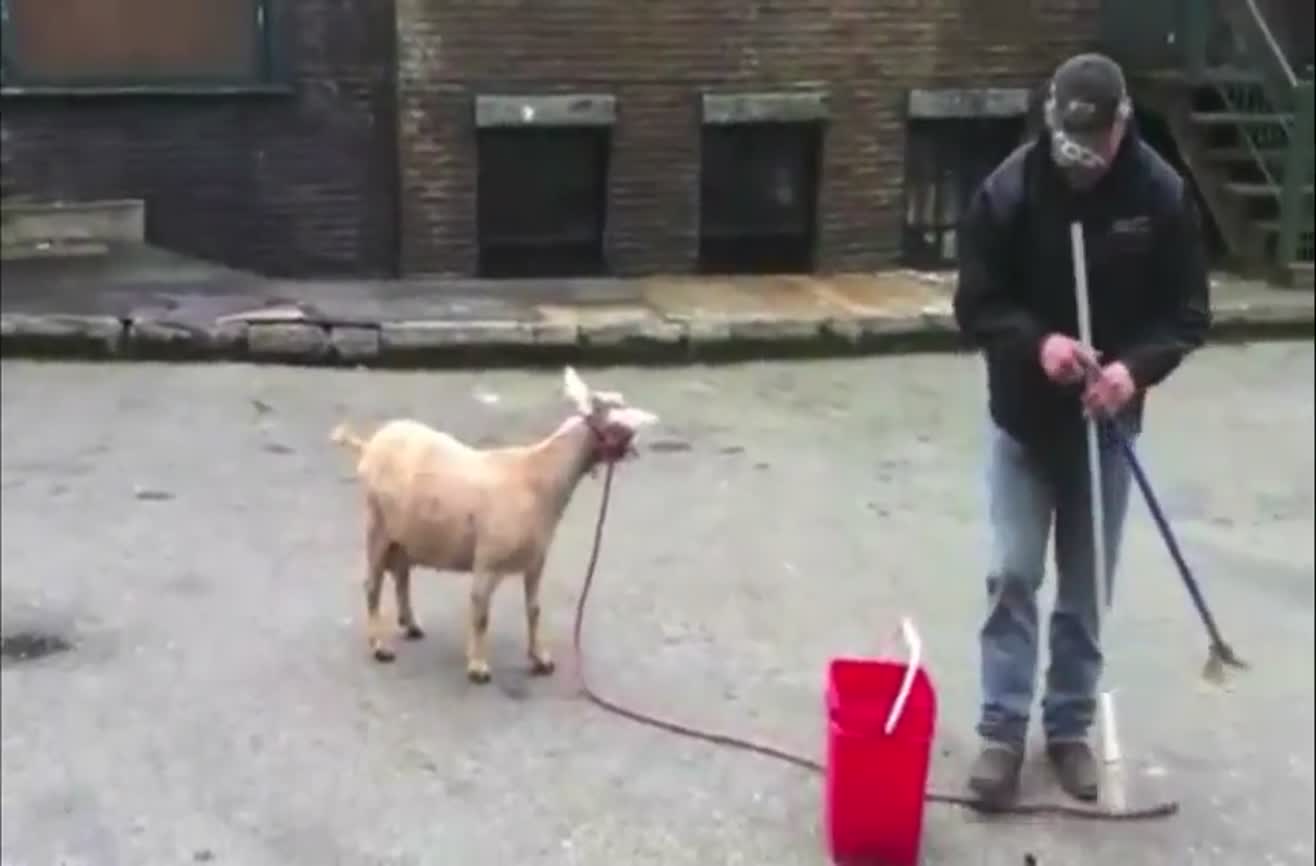 Goats yelling like humans.