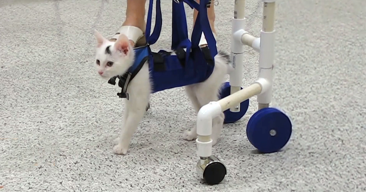 Kitten a crippling disorder and learns to walk.