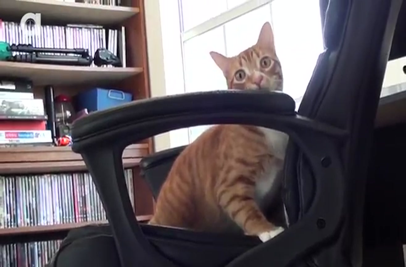 What it's like to work with cats.