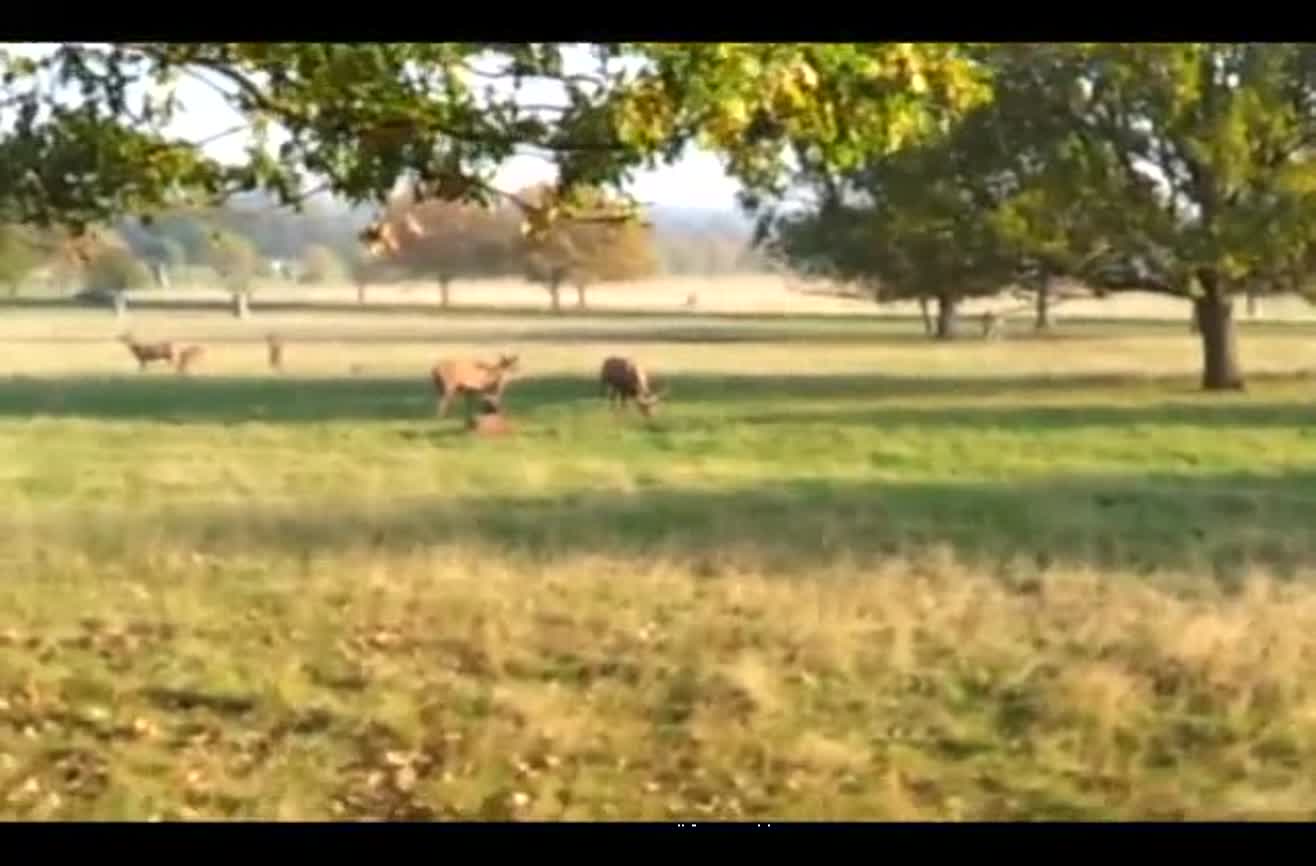 Dog Chasing Deer Richmond Park