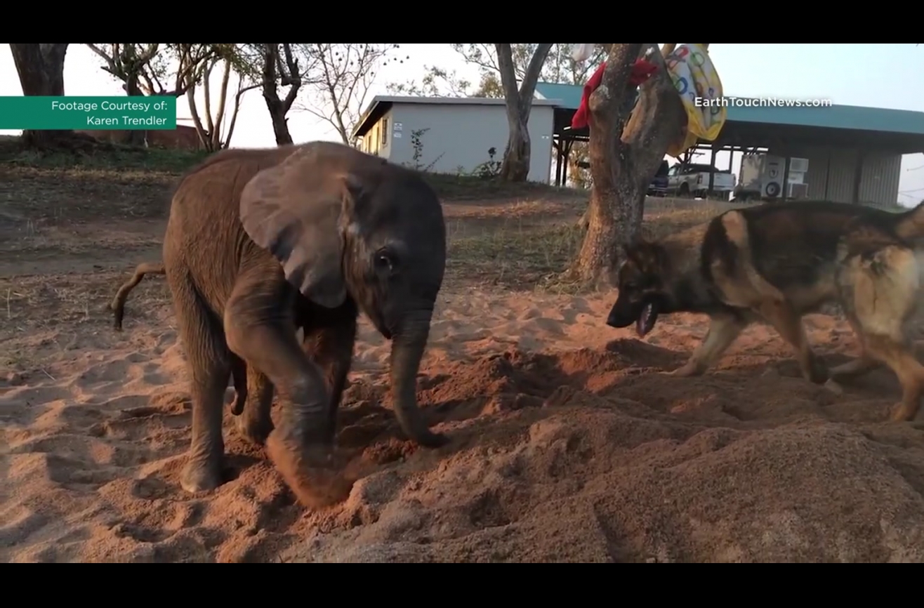 This abandoned baby elephant made a surprising and adorable canine