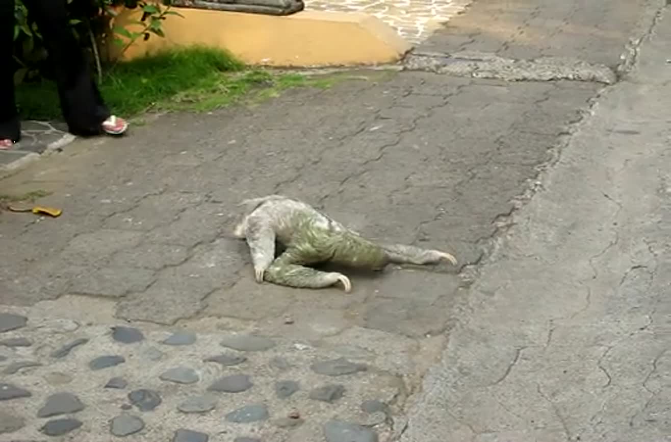 Three-toed sloth crossing the road in Costa Rica.