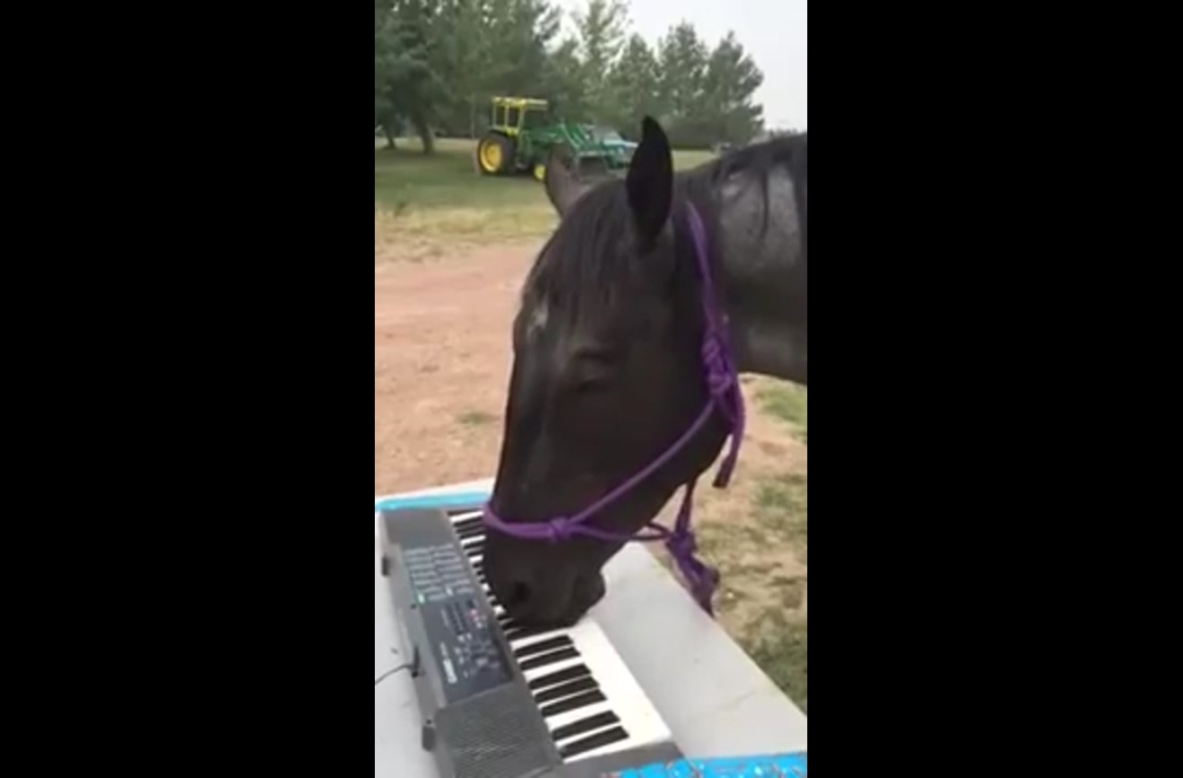 Who says you need hands to play the piano?