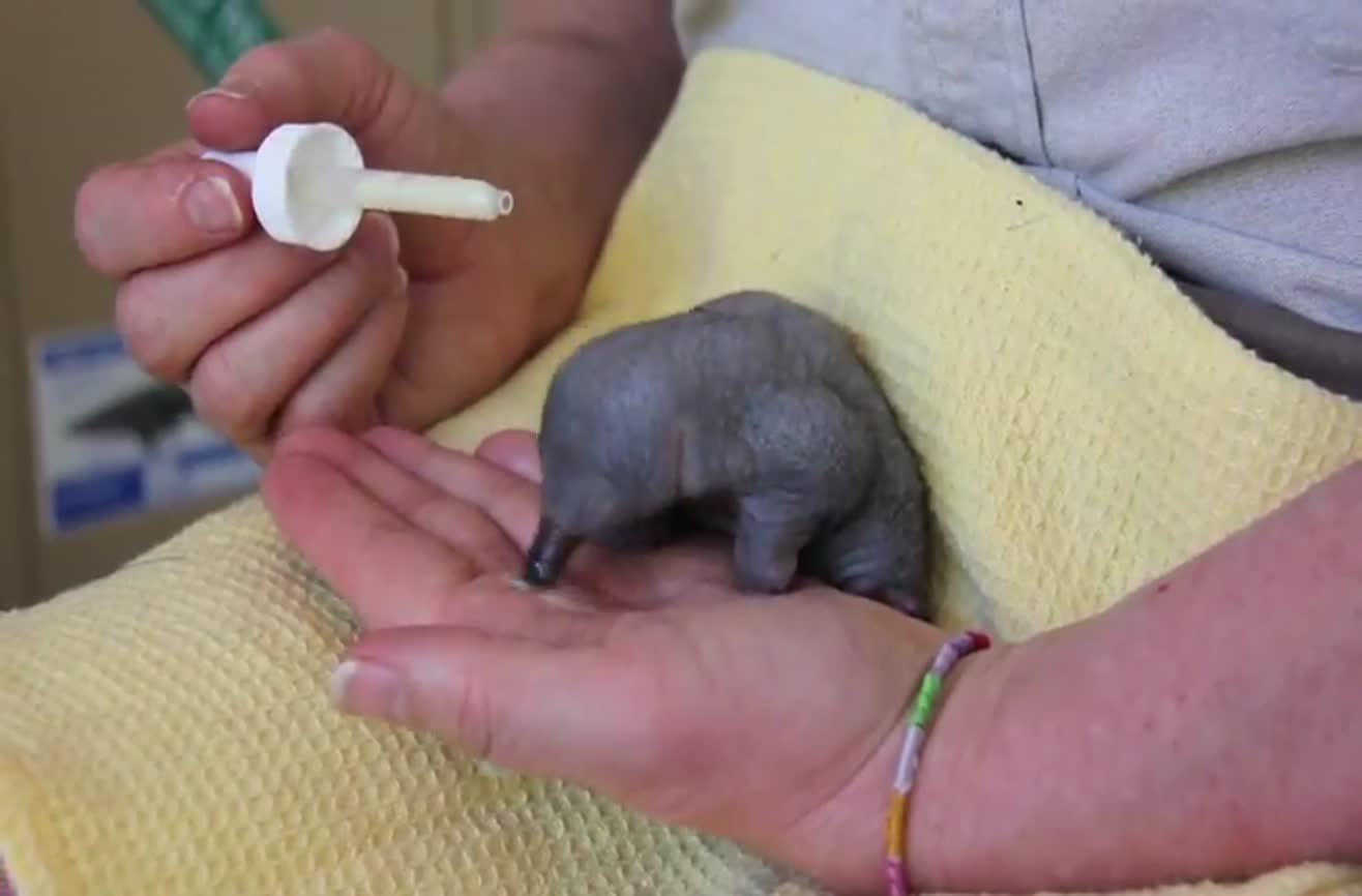 Echidna visual data 2