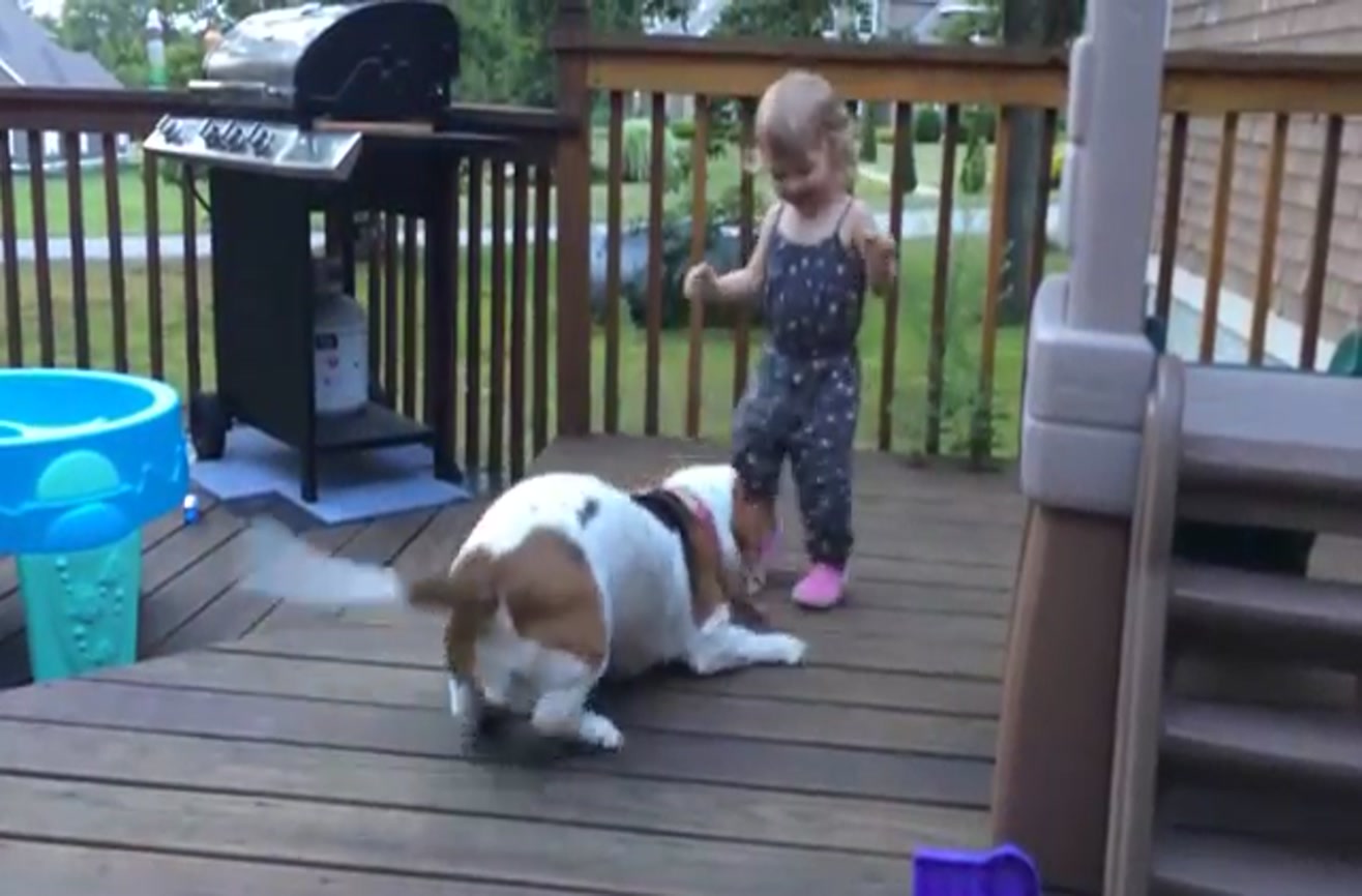 A rescued Basset Hound plays with her new friend.