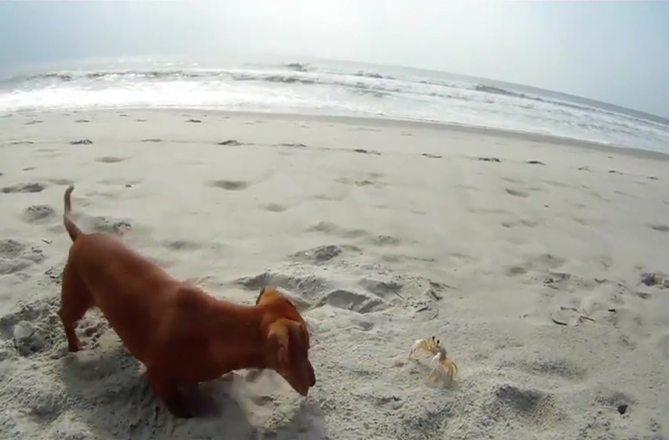 Dachshund puppy vs. Ghost crab.