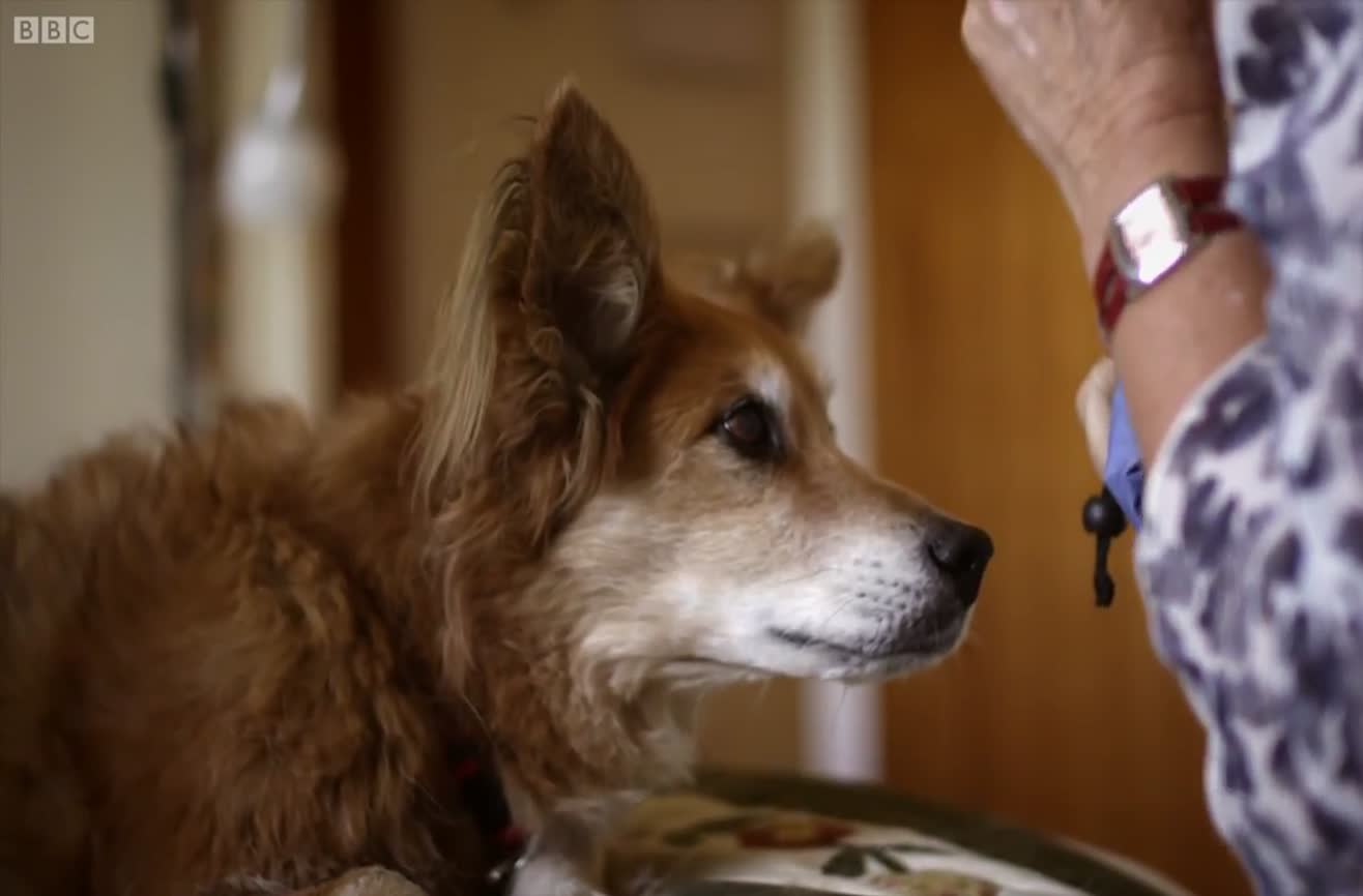 Dog detects cancer and saves his owner's life.