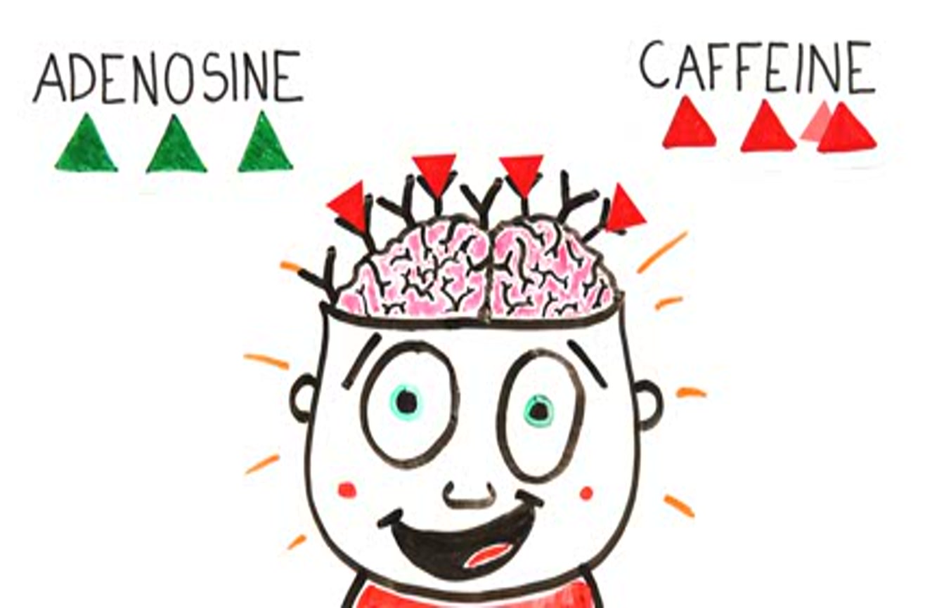 The Surprising Science Of Coffee What It Does To Your Body And Brain - cogczrf