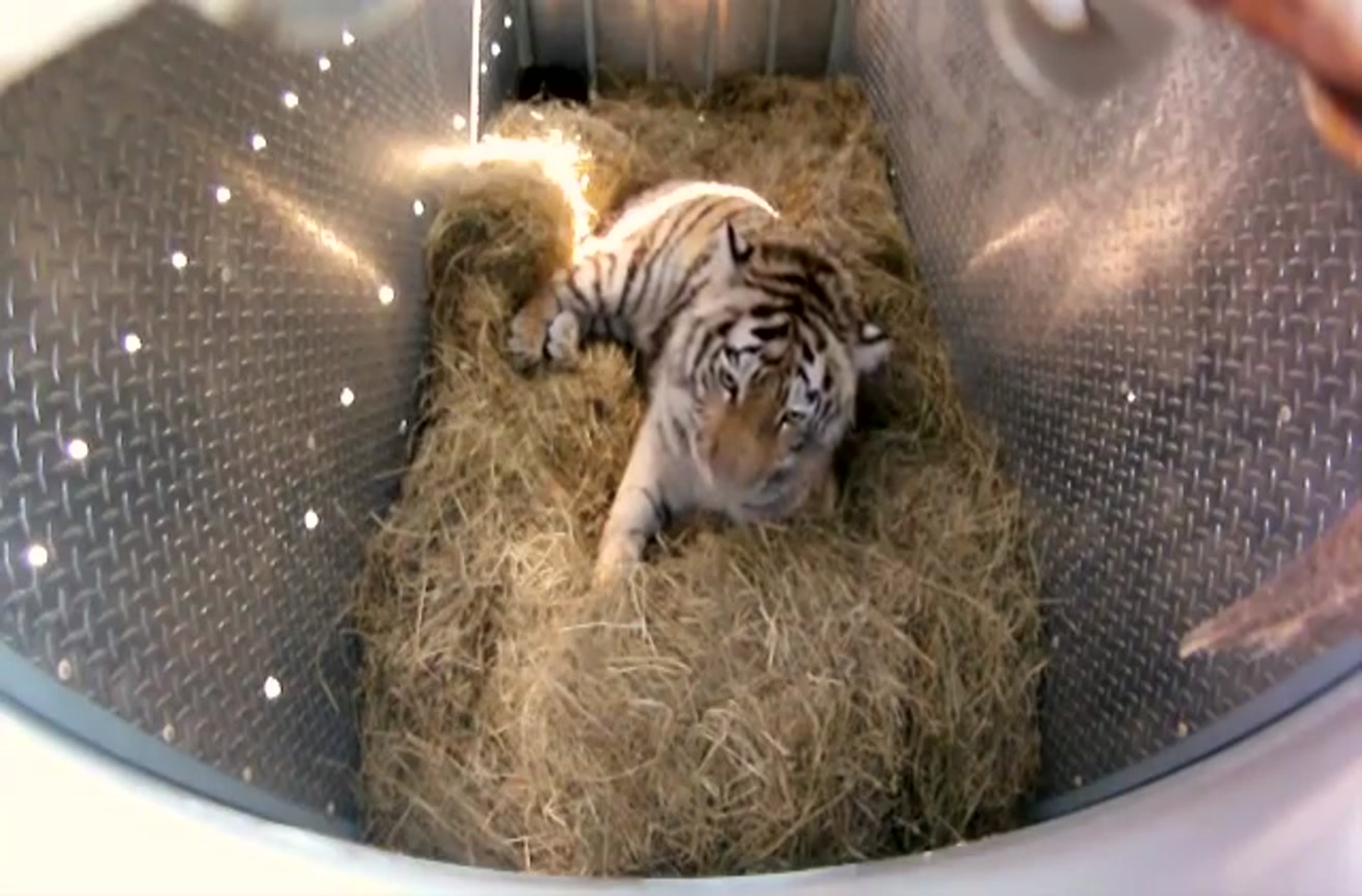 GoPro captures a rare Siberian Tiger getting released.