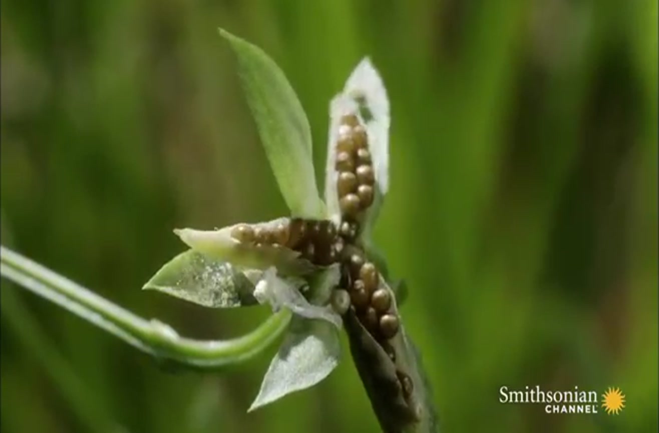 Stunning slowmotion footage shows how some plants explode to disperse